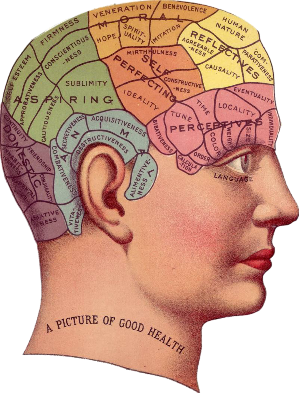 Vintage image of brain and head for blog by Wellspace on Mindfullness