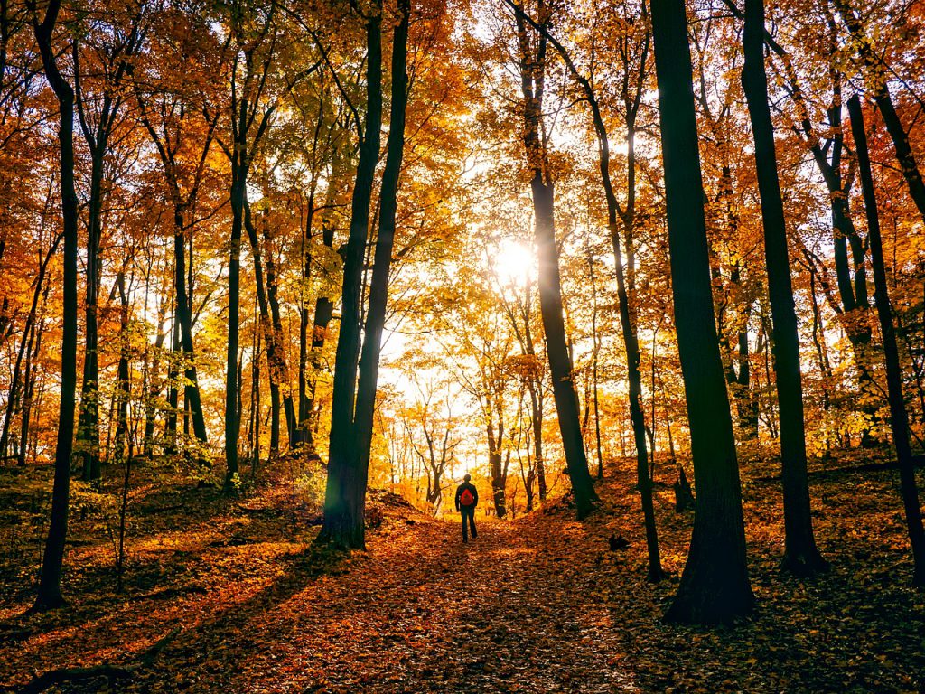 image of man walking through autumnal trees for blog by Wellspace on what is Mindfulness