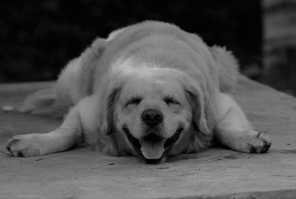 image shows a dog that is relaxed and sleeping to represent the afternoon slump humans might sometimes feel